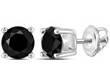 1.50 Carat (ctw Clarity I2-I3) Solitaire Stud Color Enhanced Black Diamond Earrings in 10K White Gold